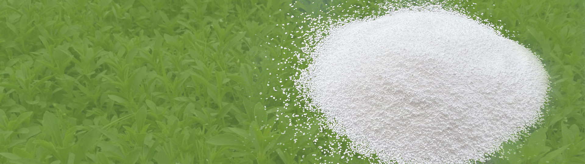 STEVIA 5001/5001 G